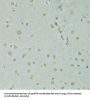 Scaffold Attachment Factor B1 (SAFB) Antibody