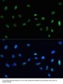 Scaffold Attachment Factor B1 (SAFB) Antibody