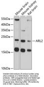 ADP-Ribosylation Factor-Like Protein 2 (ARL2) Antibody