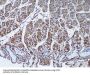 Secreted Frizzled Related Protein 1 (SFRP1) Antibody