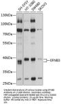 Ephrin B3 (EFNB3) Antibody
