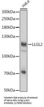 LLGL2, Scribble Cell Polarity Complex Component (LLGL2) Antibody