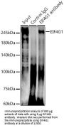 Eukaryotic Translation Initiation Factor 4 Gamma 1 (EIF4G1) Antibody