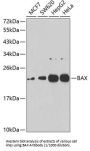 Bcl2 Associated X Protein (BAX) Antibody