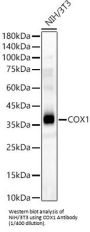 Cytochrome C Oxidase Subunit 1 / COX1 (MT-CO1) Antibody