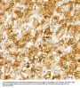 Cytochrome C Oxidase Subunit 1 / COX1 (MT-CO1) Antibody