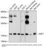 ADP-Ribosylation Factor 1 (ARF1) Antibody