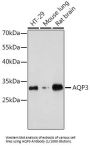 Aquaporin 3 (AQP3) Antibody