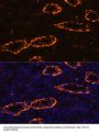 Aquaporin 3 (AQP3) Antibody