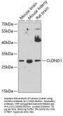 Claudin Domain Containing 1 (CLDND1) Antibody