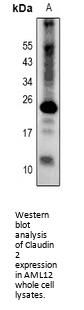 Claudin 2 (CLDN2) Antibody