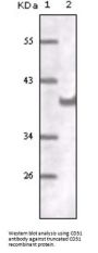 Platelet And Endothelial Cell Adhesion Molecule 1 (PECAM1) Antibody