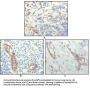 Platelet And Endothelial Cell Adhesion Molecule 1 (PECAM1) Antibody