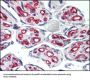 Platelet And Endothelial Cell Adhesion Molecule 1 (PECAM1) Antibody