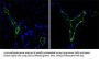 Platelet And Endothelial Cell Adhesion Molecule 1 (PECAM1) Antibody