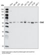 Serine/threonine-Protein Kinase Chk2 (CHK2) Antibody