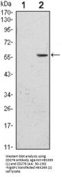 Cluster of Differentiation 276 (CD276) Antibody