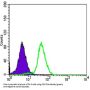 Cluster of Differentiation 276 (CD276) Antibody