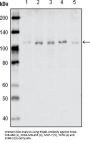 EhpB1 Antibody