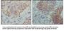 EhpB1 Antibody
