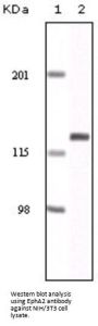 EPH Receptor A2 (EphA2) Antibody