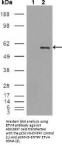 ETS Translocation Variant 4 (ETV4) Antibody