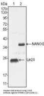 Protein Lin-28 Homolog A (LIN28) Antibody