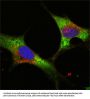 Protein Lin-28 Homolog A (LIN28) Antibody
