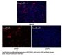 Protein Lin-28 Homolog A (LIN28) Antibody