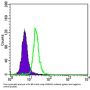 Mammaglobin-A (SCGB2A2) Antibody