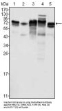 Metadherin (MTDH) Antibody