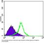 Metadherin (MTDH) Antibody