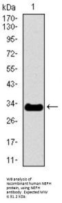 Neurofilament Heavy Polypeptide (NEFH) Antibody