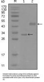 Transcription Factor SOX-2 (SOX2) Antibody