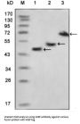 Myelin Basic Protein (MBP) Antibody