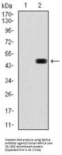 Ras-Related Protein Rap-1A (RAP1A) Antibody