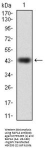 Ras-Related Protein Rap-1A (RAP1A) Antibody