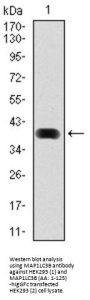 Microtubule-Associated Proteins 1A/1B Light Chain 3B (MAP1LC3B) Antibody