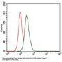 Microtubule-Associated Proteins 1A/1B Light Chain 3B (MAP1LC3B) Antibody