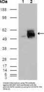 Fyn Related Kinase (FRK) Antibody