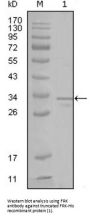 Fyn Related Kinase (FRK) Antibody
