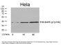 Mitogen-Activated Protein Kinase 14 Phospho-Tyr182 (MAPK14 pY182) Antibody