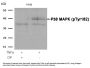 Mitogen-Activated Protein Kinase 14 Phospho-Tyr182 (MAPK14 pY182) Antibody