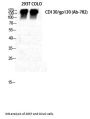 IL-6 Receptor Subunit Beta / GP130 (IL6ST) Antibody