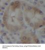 protein Tyrosine Phosphatase 1B (PTP1B) Antibody