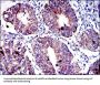 Apoptosis Inducing Factor (AIF) Antibody