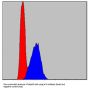 Apoptosis Inducing Factor (AIF) Antibody