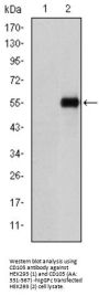 Endoglin / CD105 (ENG) Antibody
