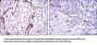 Endoglin / CD105 (ENG) Antibody