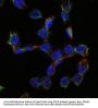Endoglin / CD105 (ENG) Antibody